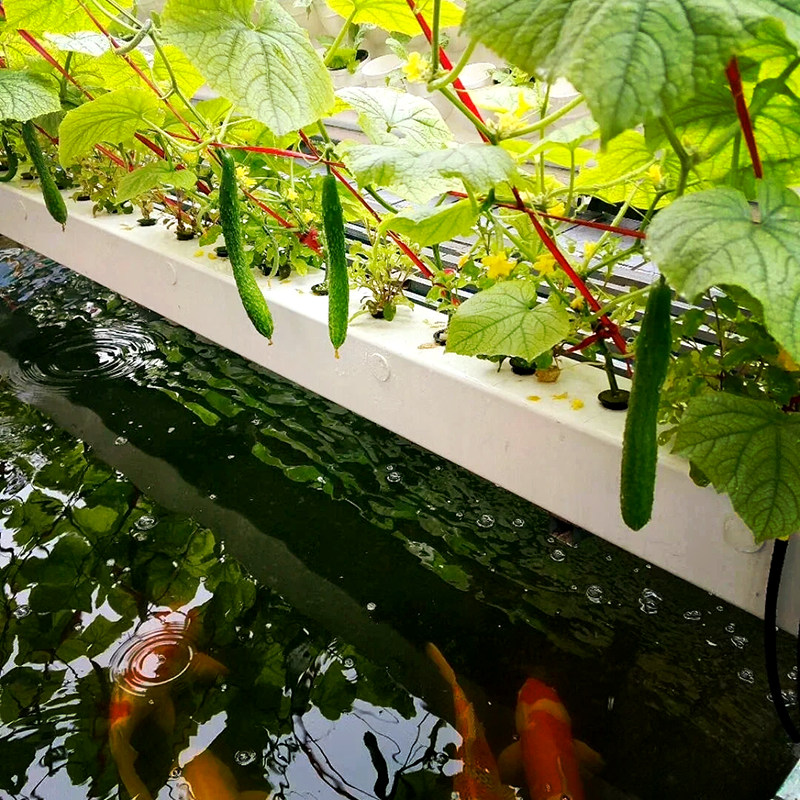 阜新市智慧农业鱼菜共生 - 厂家